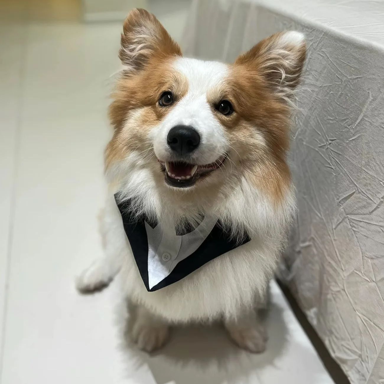 Vêtements pour chiens : Costum - Suitsupply Wedding Tuxedo avis et prix